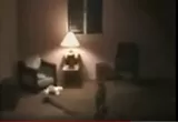 Coyote