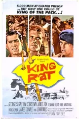King Rat
