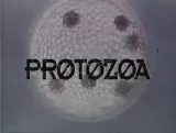 Protozoa