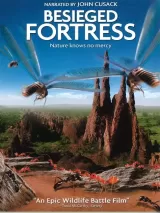 The Besieged Fortress
