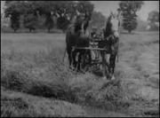 A Day in the Hayfields