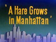 A Hare Grows in Manhattan