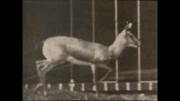 Antelope Trotting
