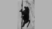 Baboon Climbing a Pole