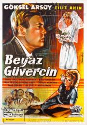 Beyaz güvercin