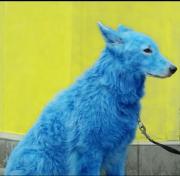 Chien bleu