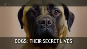 Dogs: Their Secret Lives