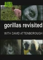 Gorilla Revisited with David Attenborough