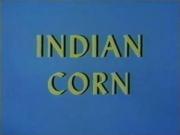 Indian Corn