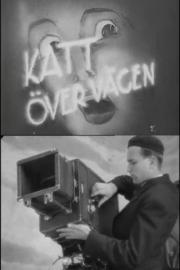Katt över vägen