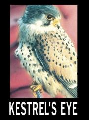 Kestrel\