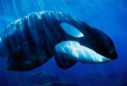 Killer Whales