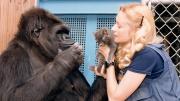 Koko: The Gorilla Who Talks to People