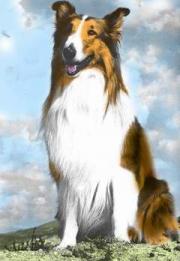 Lassie