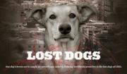 Lost Dogs