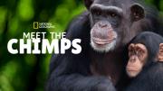 Meet the Chimps