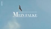 Mein Falke
