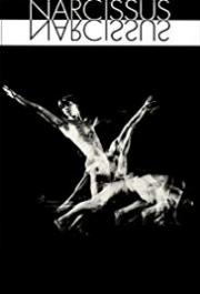 Narcissus