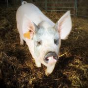 Oink - Life in Eight Chapters