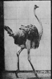 Ostrich Walking