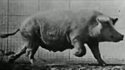 Pig Walking
