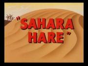 Sahara Hare