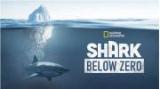 Shark Below Zero