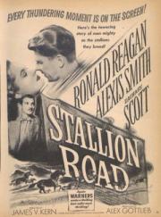 Stallion Road