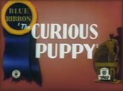 The Curious Puppy