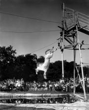 The Diving Horse