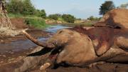 The Elephant: Life After Death