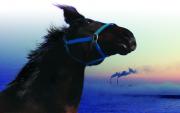 The Horses of Fukushima