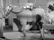 The Horsetronaut