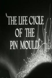 The Life Cycle of the Pin Mould