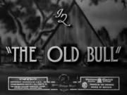 The Old Bull