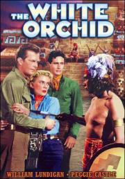 The White Orchid