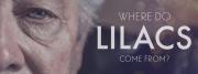Where Do Lilacs Come From