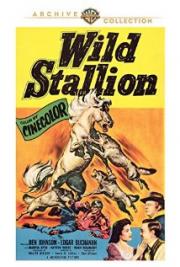 Wild Stallion