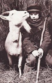 Zlateh the Goat