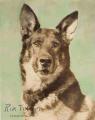 Rin-Tin-Tin