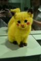 catiche