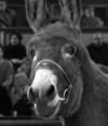 donkey