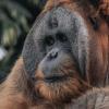 orangutan